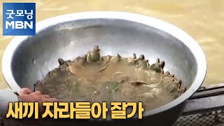 [굿모닝월드] 새끼 자라들아 잘가 [굿모닝 MBN]