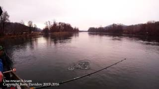 Population research of Danube salmon in Una river