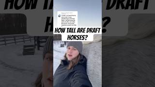 How tall are draft horses? #horse #drafthorse #percheron #drafthorses #horsebreeds #shorts