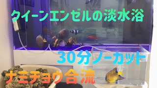 2023/8/31(木)お昼。クイーンエンゼルの淡水浴30分ノーカット。ナミチョウ合流！