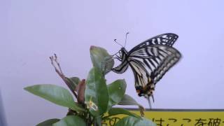 アゲハ蝶の産卵　Laying eggs of a butterfly