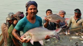 Asian Traditional Fishing By Village People || Old System Fishing Bangladeshi People
