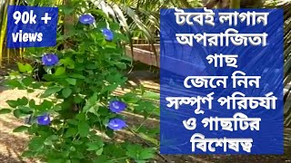 Aparajita plant care process || how to grow and care clitoria tarnatea