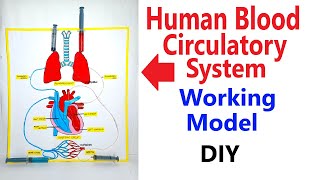 human blood circulatory system working model with syringes - biology project - diy | craftpiller