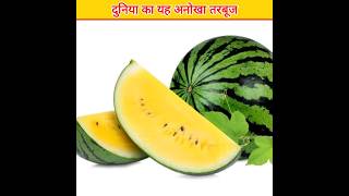 क्या आपने कभी देखा है पीला तरबूज 🤔 Have you ever seen yellow watermelon #shortvideo #factresearch