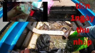 Đây là thu nhập của mình trong ngày để trang trải cho cuộc sống #fishing @tam67vlog