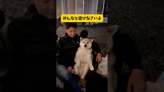 【犬らしく出来ない柴犬】#柴犬#貫禄#おもしろ #youtubeshorts #yuotube #shorts #shortvideo