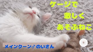 (大きい猫種メインクーンの子猫のい♂)ケージで遊ぶの巻。　　　　　　メインクーン｜メインクーン男の子｜子猫｜