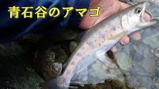 青石谷のアマゴ　【四国の渓流釣り 動画遡行記】