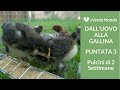 Pulcini di 2 Settimane | Dall'uovo alla Gallina | Puntata 3