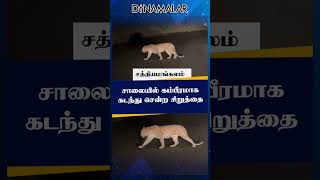 சாலையில் கம்பீரமாக கடந்து சென்ற சிறுத்தை