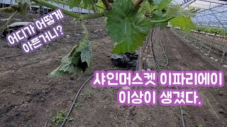 5월에 샤인머스켓에 이상이 생겼다.