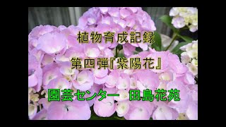 【タイムラプス動画】第四弾　アジサイ成長観察