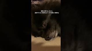 白目をむきながらも必死に眠気と闘うもっちゃん🐶🔥#黒ポメ