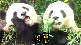 圓寶吃竹葉好認真，舌頭超級靈活|熊貓貓熊The Giant Panda Yuan Yuan and Yuan Bao|台北市立動物園