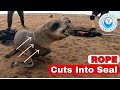 Rope Cuts Into Seal