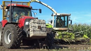 1e Mais hakselen 2016 | Claas Jaguar 840 + Arion 650 | B. van Meerveld | Fortra | Voorthuizen | NL.