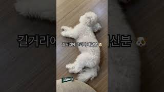 길거리에 쓰러져 계신 분 #몽이 🐶 #비숑프리제 #미니비숑 #minibichon #반려견 #강아지 #강아지일상 #귀여운 #cute #happy #daily #dog #puppy