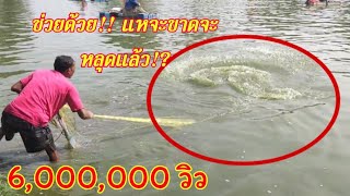 #คำเตือน!!!แหไม่ดีอย่าเอามาบ่อนี้!?หว่านแห 1,500 เจอลากทั้งคนทั้งแหทั่วทั้งบ่อ!?