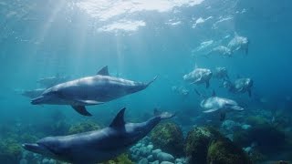 [ 4K Slow Motion ] 御蔵島ドルフィンスイミング Swimming with dolphins in Mikura island,TOKYO. (Shot on RED EPIC)