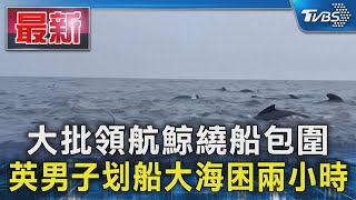 大批領航鯨繞船包圍 英男子划船大海困兩小時｜TVBS新聞 @TVBSNEWS01