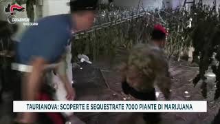 TAURIANOVA     SCOPERTE E SEQUESTRATE 7000 PIANTE DI MARIJUANA