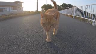 「帰らないで！」と追いかけてくる茶トラ猫