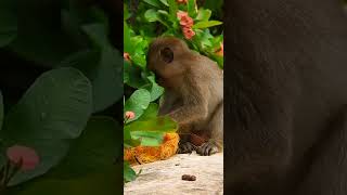 adorable tiny monkey