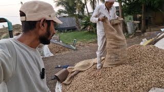 આજ કેટલી માંડવી વીણી? || farming life