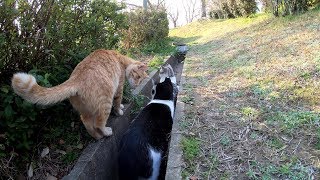 夕方の公園に集まって、運動会を始める野良猫達