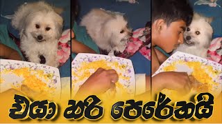 Piumi Hansamali | එයා හරි පෙරේතයි