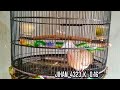 PIYIK PERKUTUT BANGKOK IRAMA MANTAP PRODUK JIHAN BIRD FARM PASURUAN