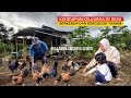 Beternak dan pelihara ayam di kebun awalnya cuma sedikit