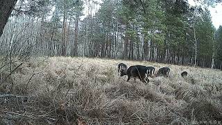 Herd of Deer Is Grazing in Forest During Winter - 1632500