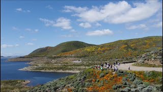 Super Bloom of Southern California 2023