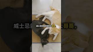 猫咪和小老鼠的秘密友谊