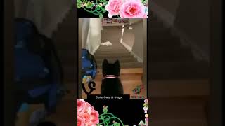 New Funny Animals 😂 😺🐶 Best Funny Animal Videos 2023 🤣 Funniest Cats And Dogs Videos 😂Funny Video #