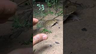 Frogging🐸 #frogling #animals #youtubeshorts #viral #tending #funny