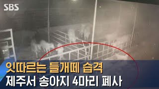 잇따르는 들개떼 습격…제주서 송아지 4마리 폐사 / SBS