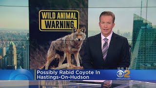 Wild Animal Warning In Westchester!