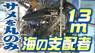 サメも丸呑みする〝海の巨大トカゲ〟⁉　全長13メートルの支配者が現在に（2023年4月12日）