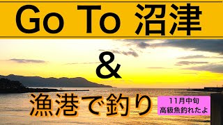 Go To 沼津　漁港で釣りしたら高級魚が釣れたよ