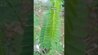 Pohon daun saga adalah pohon obat herbal terutama daunnya yang kaya manfaat #shorts #toga #sariawan