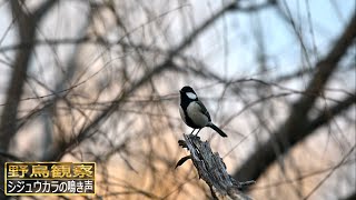 シジュウカラの鳴き声　四種類の鳴き声 高音質【野鳥観察 鳥の鳴き声 バードウォッチング】