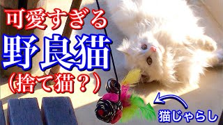 かわいい野良猫の不思議そうな顔ってほんとかわいい