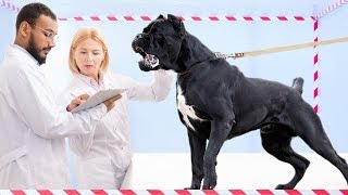 10 Dog Breeds that Are Created Specifically for Fighting