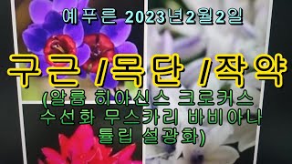 예푸른 구근 목단 작약 (알륨 바비아나 튤립 무스카리 크로커스 설광화)