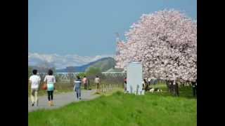 富士芝桜まつり　立山雪の大谷