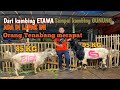 Kambing-kambing raksasa di H-2 dalam satu kandang 😱😱Lapak bang mauk jadi pilihan untuk qurban