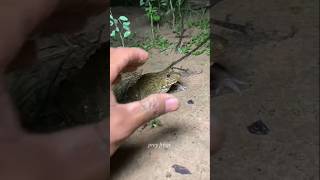 Boing catch frogs funny froggy catchfunny wep wep | funny froggy